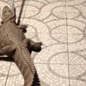 MAIS UM! Jacaré é encontrado no interior de lanchonete em Tijucas