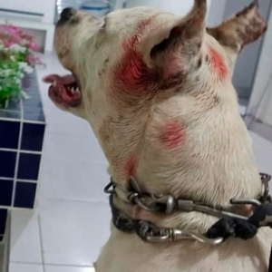 Populares denunciam proprietário de animal por promover rinha entre cães