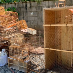 Cativeiro clandestino  é encontrado com diversos animais silvestres presos