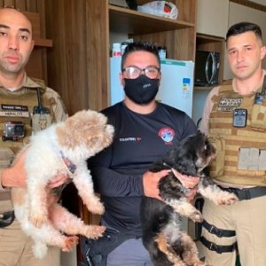 Cães abandonados em apartamento por aproximadamente 10 dias são resgatados 