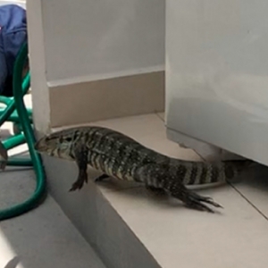 VÍDEO: lagarto entra em residência e se esconde em máquina de lavar