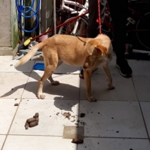 SEM ÁGUA OU COMIDA: Casa é arrombada para resgate de cães 