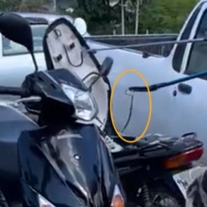 VÍDEO: Cobra é retirada de dentro de baú de Biz e gambá invade propriedade familiar 