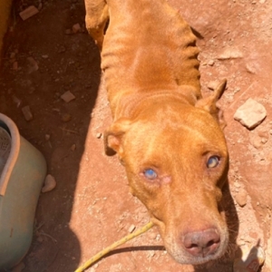 Cachorro com claros sinais de maus-tratos é resgatado em residência