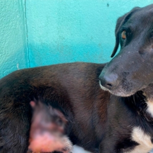 Proprietário de animal encontrado com ferimentos graves é preso