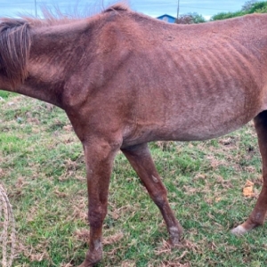 Assustador: Animal em estado crítico de saúde é resgatado 