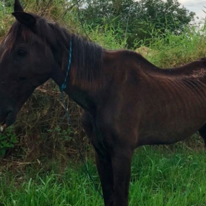 Cavalo debilitado é abandonado e moradores pedem para que órgãos competentes ajudem o animal