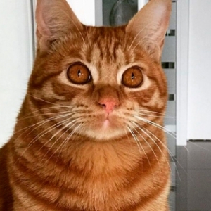 Proprietária de gatinho desaparecido pede ajuda e oferece recompensa para encontrá-lo