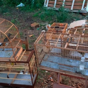 Após denúncias aves silvestres são localizadas em residência de usuários de drogas