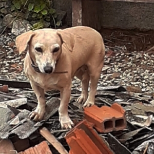 Vizinhos denunciam moradores que foram embora e abandonaram animais