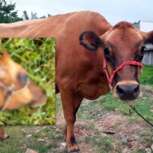 Família tem vaca morta em pasto e carne é levada de barco no Rio Tijucas