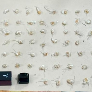 Dupla de traficantes é presa com mais de 60 pedras de crack e dinheiro