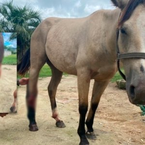 Cavalo com ferimento grave na pata é recolhido em terreno do Mata Atlântica