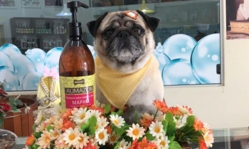 Você sabia que os Pugs precisam de cuidados especiais? Veja dicas no Minuto Pet