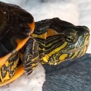 Tartaruga de menino autista desaparece; criança fica doente com a falta do animal