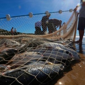 Tirolesa improvisada leva alimentos para trabalhadores da pesca da tainha