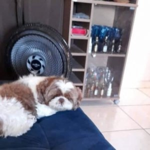 Família desesperada procura cachorra desaparecida em Tijucas