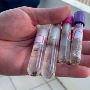 Aumento do número de casos da dengue deixa cidade em alerta