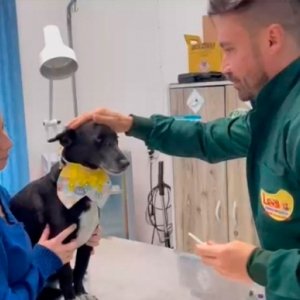 Seu cachorro também pode ficar gripado; saiba como prevenir