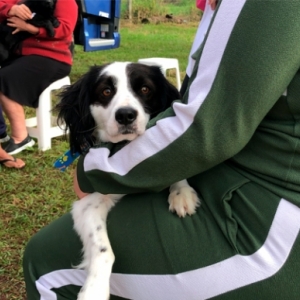 Mutirão social em Tijucas castra dezenas de cães e gatos 
