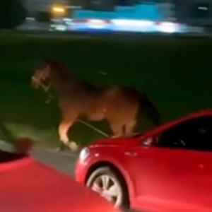 Cavalo solto na marginal da BR-101 causa risco para motoristas 