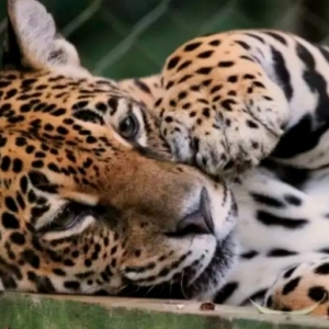 Morre onça-pintada mais velha do Brasil que estava em Brusque