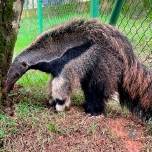Duas espécies em extinção podem ser visitadas no Zoobotânico; saiba quais
