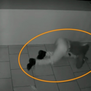 Imagens de câmeras de segurança mostram criminoso se rastejando para cometer furto