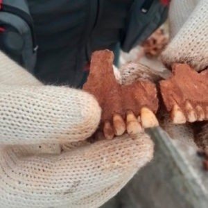 Cemitério antigo? Ossada encontrada em Bombinhas ainda é mistério