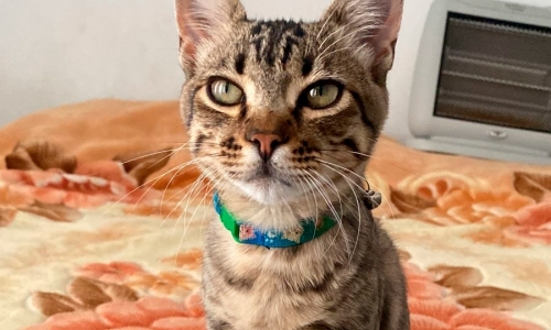Tutores procuram desesperadamente por gato desaparecido em Tijucas