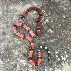 Família encontra cobra coral em residência e pede solução para matagal