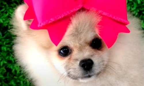 Você sabia que o seu Lulu da Pomerânia pode mudar de cor? Confira no Minuto Pet