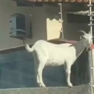 INUSITADO: Cabra ‘fofoqueira’ sobe em muro para espiar vizinho