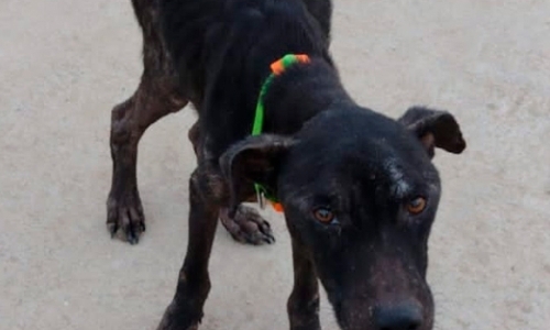 Cachorrinho precisa de doações para conseguir sobreviver 