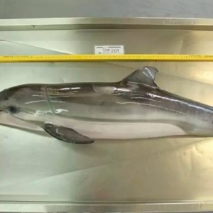 Golfinho raro é encontrado morto em praia famosa da Região