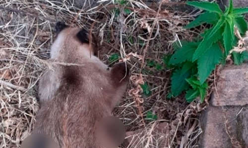 Homem atira e mata gata da vizinha; na sequência foge com arma na cintura 