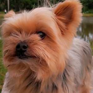 Família desesperada procura por cachorro desaparecido em Tijucas