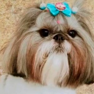 ALERTA: Cachorrinha de Itapema morre intoxicada após consumir petiscos