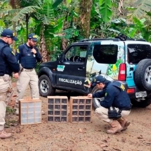 Quase 30 pássaros silvestres resgatados em abordagem policial são soltos na natureza