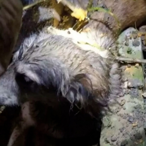 Cachorro fica soterrado após queda de muro de residência