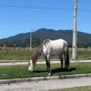 Cavalos soltos em avenida preocupam comunidade de Tijucas