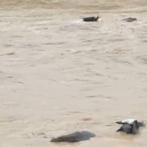 Desespero: animais são arrastados pela correnteza durante fortes chuvas
