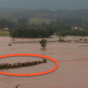 Animais ficam ilhados e moradores pedem ajuda de resgate