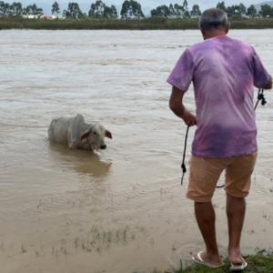 Moradores de Tijucas conseguem resgatar vaca arrastada por correnteza