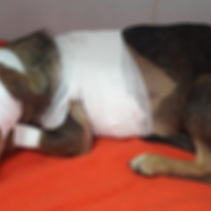 Em meio à calamidade pública, cachorro é esfaqueado em Canelinha