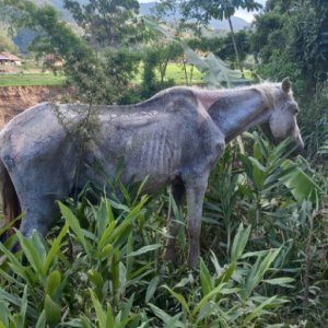 Após denúncia de moradores, cavalo é encontrado com sinais de maus-tratos