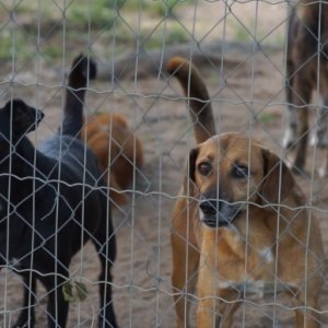 Projeto em Tijucas transforma dezembro no mês de conscientização animal