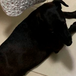 Tutora procura cachorra desaparecido na noite de ano novo