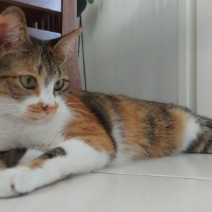 VOCÊ VIU? Tutor pede ajuda para encontrar gata desaparecida