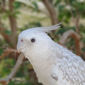 Calopsita foge de residência na região central de Tijucas